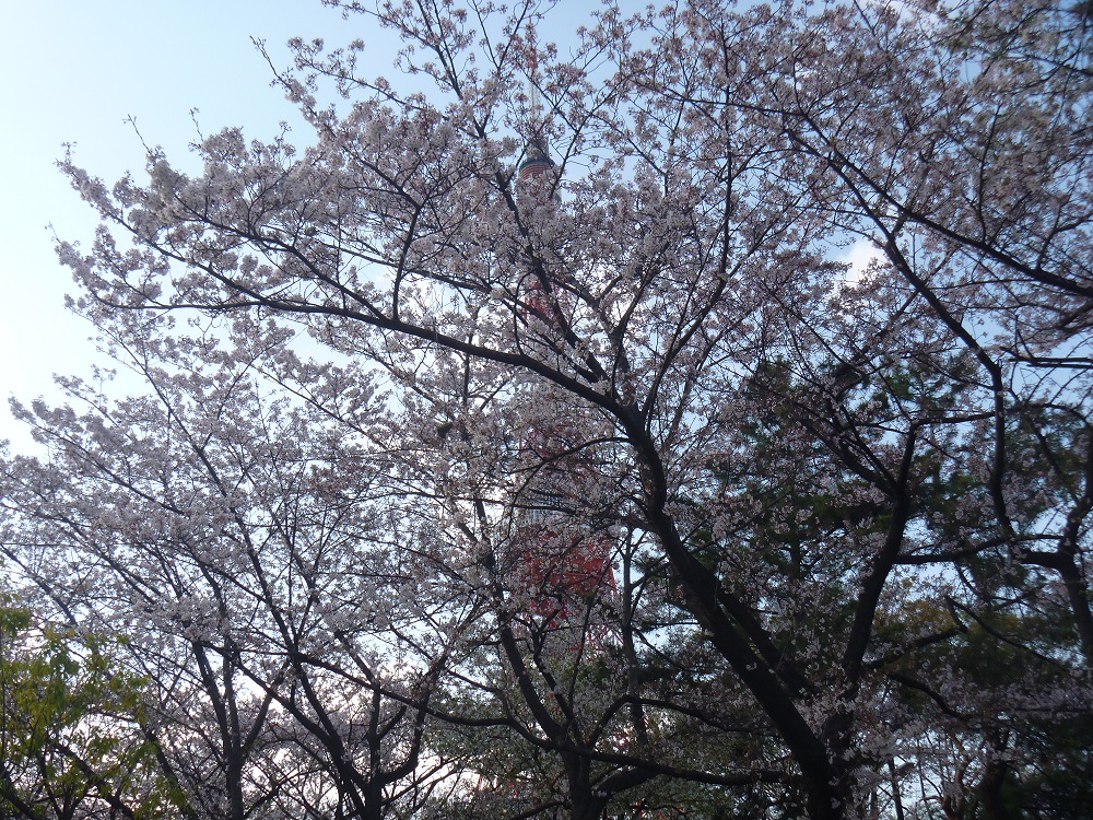 Shiba Park, April 2014
